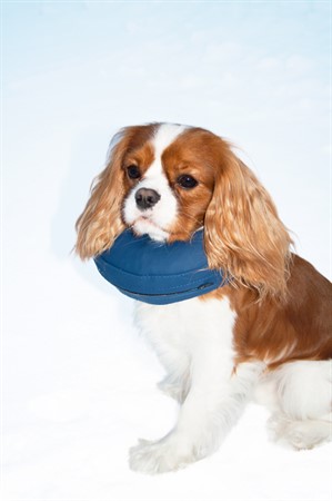 Hundkrage PetNation, uppblåsbar, nr 1,XXS 14-18 cm, blå