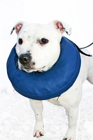 Hundkrage PetNation, uppblåsbar, nr 5, M 40-45 cm, blå