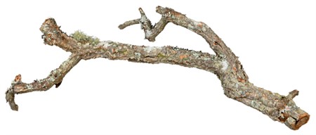 Korkgrenar, mixade för reptil/gnagare/fågel, pris/kg
