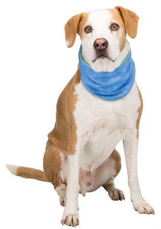 Kylbandana PVA, XL: 46-56 cm